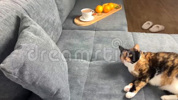 漂亮的深色家猫躺在房间里的灰色沙发上概念舒适的家舒适甜蜜的家视频的预览图