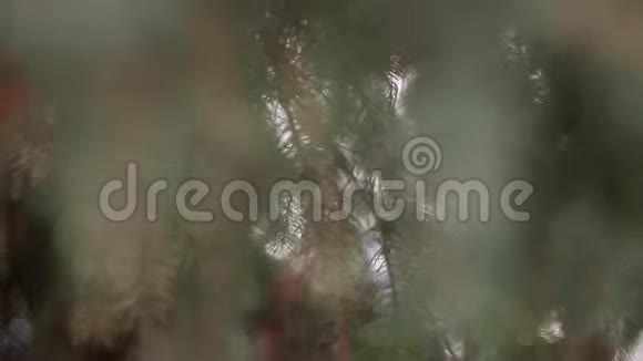 被雪覆盖的常青树视频的预览图