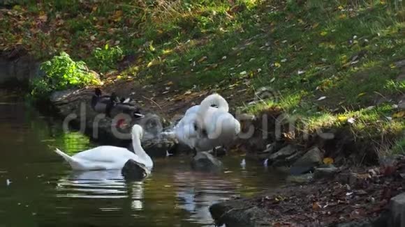 几只白色天鹅捕食羽毛视频的预览图