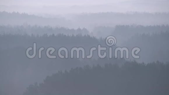 雾林的高海拔视野在视野中逐渐缩小大自然景观中神秘的气氛朦胧的树木视频的预览图