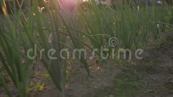 日落花园中生长的绿色洋葱羽毛视频的预览图