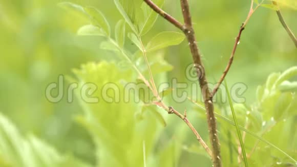 在模糊的绿色背景上用绿色的叶子和水滴近距离观察灌木枝条库存录像青年视频的预览图