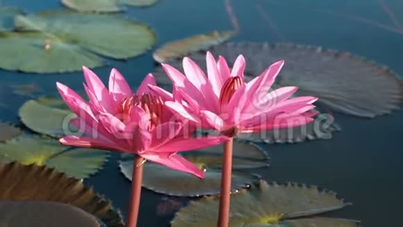 日出时池塘上的莲花盛开近点视频的预览图