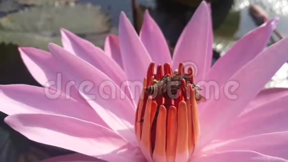美丽的蜜蜂采出粉红色莲花的花蜜视频的预览图