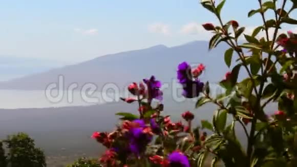 夏威夷毛伊岛热带花卉和山景视频的预览图