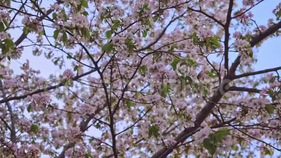 樱花在蓝天映衬下的特写镜头视频的预览图