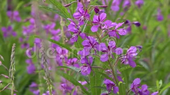 许多紫色的花在田野里视频的预览图