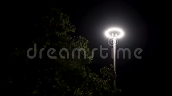 晚上在城市公园和一棵树在路灯库存录像树冠下摇曳的绿景视频的预览图