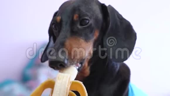 可爱的黑黑色和棕褐色的达沙德吃香蕉视频的预览图