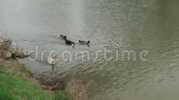 野鸭在游泳野鸭在平静的湖中游泳视频的预览图