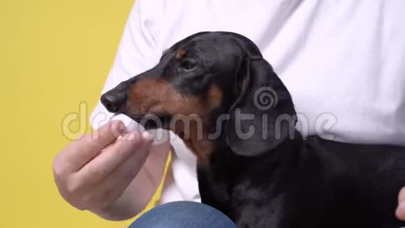 大犬在刷牙前先从牙膏管里舔一个帽子准备和训练狗每天刷牙视频的预览图