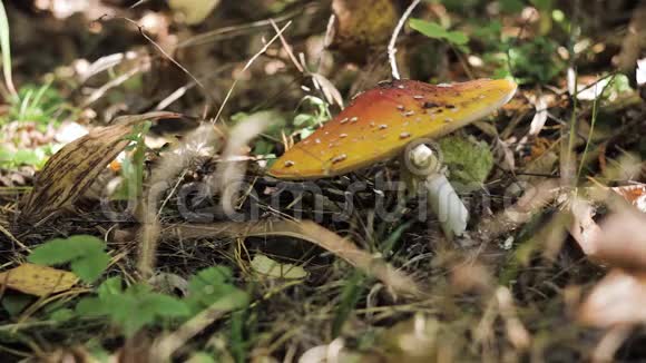 秋林中的蘑菇视频的预览图