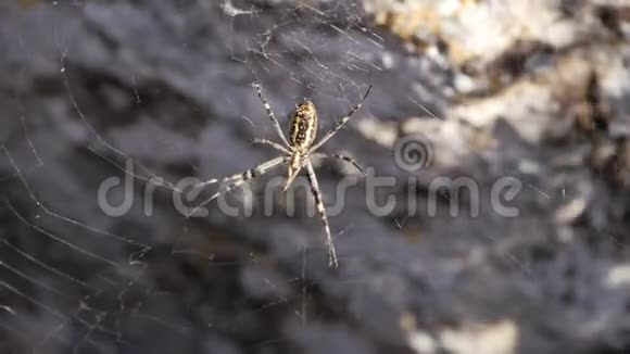 直升机蜘蛛侠克里米亚半岛蜘蛛坐在网上视频的预览图