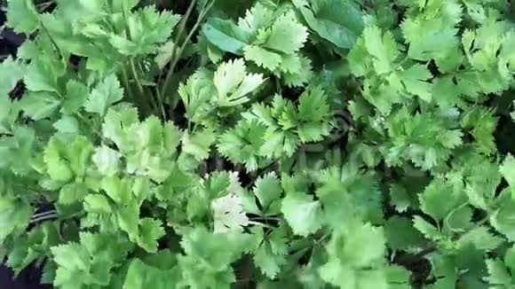绿芹菜叶种菜有机香料的背景视频的预览图