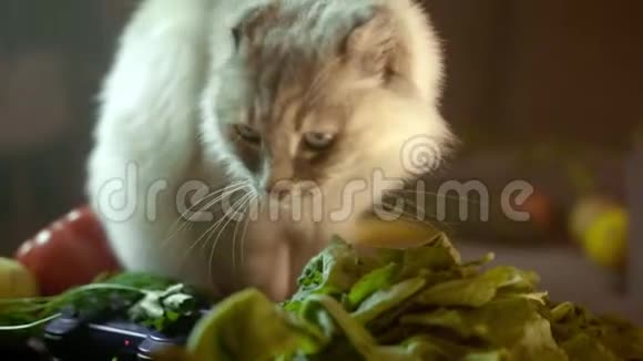 厨房里有蔬菜的猫库存录像猫在厨房里寻找美味的夜晚冒险家里的猫视频的预览图
