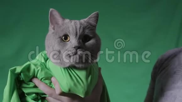 男人在绿色的背景上抱着灰色的猫库存录像把猫抱在绿毯上的人特写镜头视频的预览图