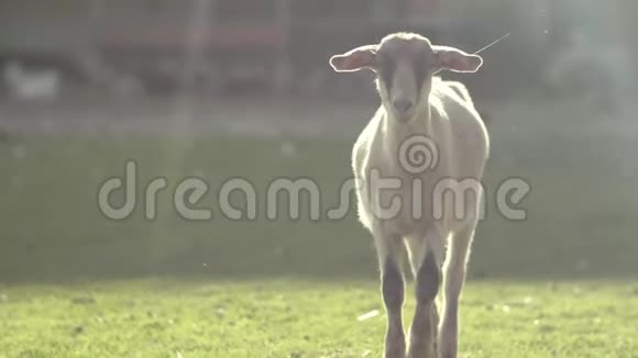 绵羊视频的预览图