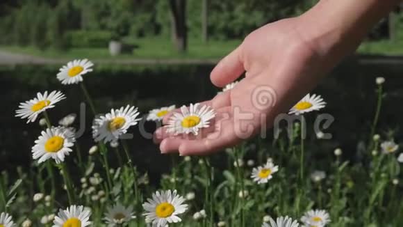 女人的手触摸春天盛开的雏菊花瓣视频的预览图