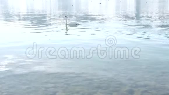 一只白天鹅正在湖边游泳视频的预览图