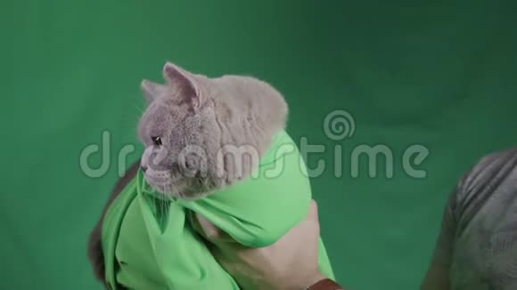 男人在绿色的背景上抱着灰色的猫库存录像把猫抱在绿毯上的人特写镜头视频的预览图