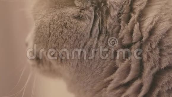 苏格兰灰猫的特写库存录像美丽的苏格兰猫白发和美丽的脸闪闪发光的灰色视频的预览图