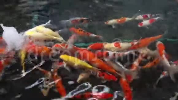 池中一种大型观赏品种的花式鲤鱼锦鲤视频的预览图