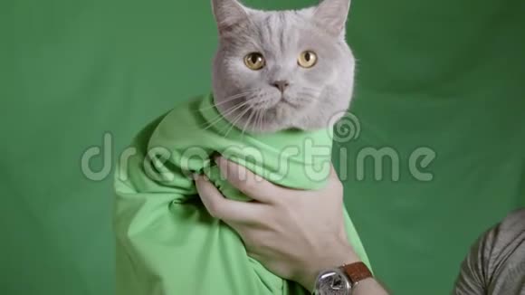 绿色工作室背景上的灰猫库存录像绿毯上戴着灰色苏格兰猫的男人特写镜头视频的预览图