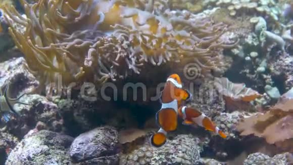 快关门水族馆石头底部棕色海葵它附近游着两条鱼视频的预览图