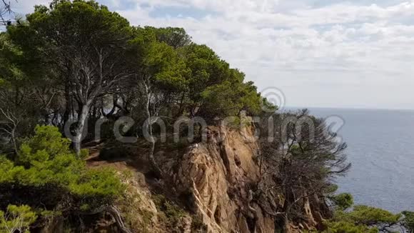 沿海松林费用视频的预览图