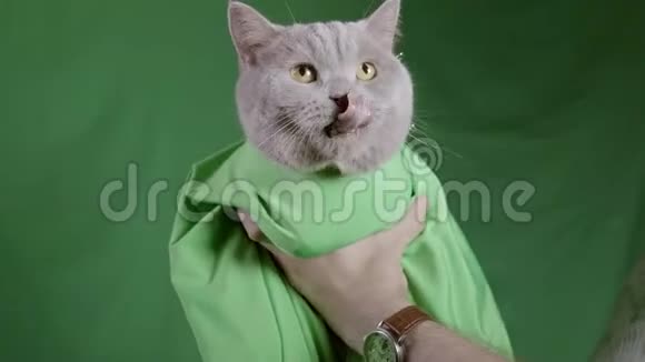 绿色工作室背景上的灰猫库存录像绿毯上戴着灰色苏格兰猫的男人特写镜头视频的预览图