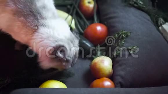 吃绿色的毛茸茸的猫的特写库存录像美丽的白猫在蔬菜中尝试绿色欧芹找到的猫视频的预览图