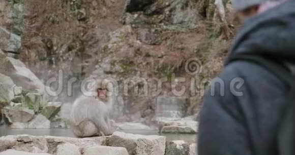 女人看着一只雪猴子伸出手臂而旁边是一只翁森视频的预览图