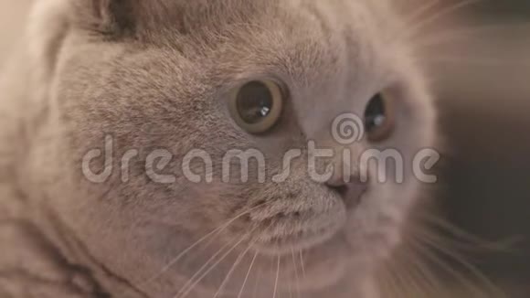 苏格兰灰猫脸的特写库存录像漂亮可爱的灰猫玩玩具后瞳孔大视频的预览图