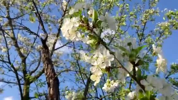 春白樱花盛开晴天亲近自然背景视频的预览图