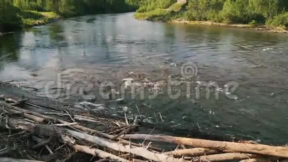 河流与水流和枯木之间的绿树夏天的早晨快速干净的溪流和茂密的海岸视频的预览图