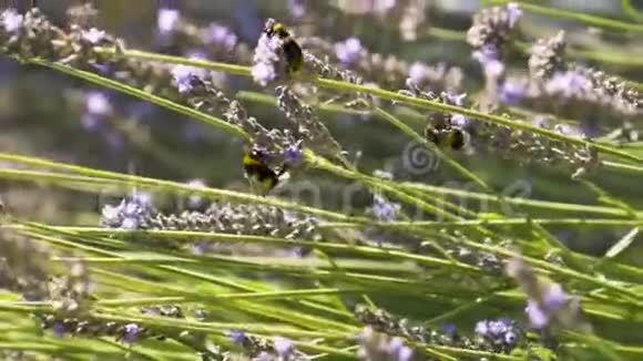 在一片田野里用大黄蜂给草本薰衣草的花朵授粉行动小昆虫大黄蜂坐着视频的预览图