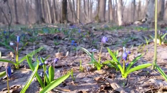 春天的野蓝色的雪兰花在森林阳光的镜头中关闭了宏观视频的预览图