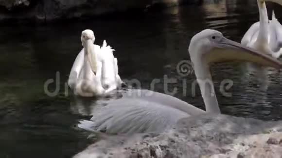 动物园湖中的鹈鹕视频的预览图
