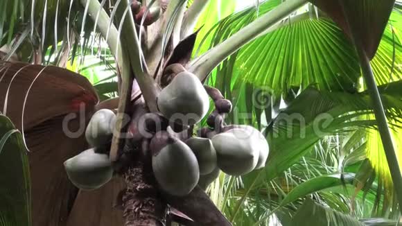 米谷椰子树视频的预览图