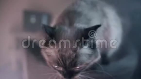 晚上的猫特写库存录像美丽的毛茸茸的白猫蓝眼睛晚上在家具上散步视频的预览图