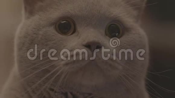 一张可爱的灰色毛茸茸的猫脸看着镜头库存录像家畜概念视频的预览图