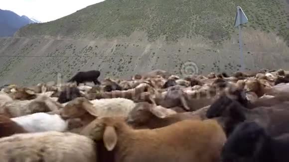 AyniAnzobPass羊群视频的预览图