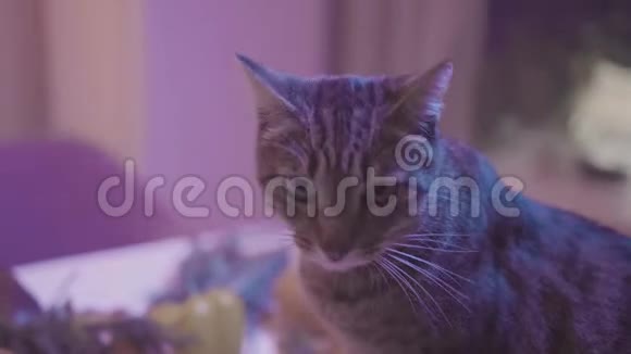 晚上厨房里有家猫库存录像家做的漂亮猫晚上在桌子上嗅食物视频的预览图