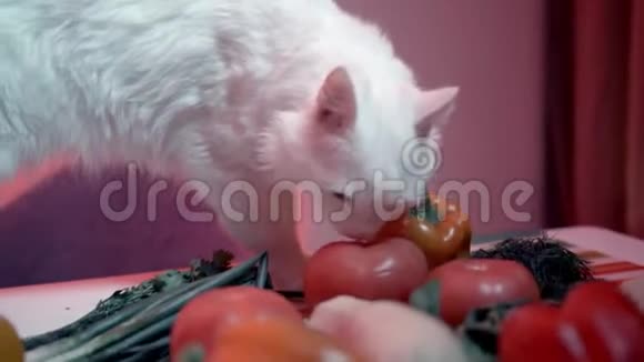 晚上厨房里有家猫库存录像家做的漂亮猫晚上在桌子上嗅食物视频的预览图