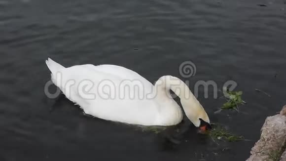 白天鹅在湖边的水里游泳在国家公园吃草视频的预览图