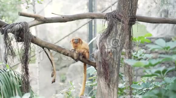 金狮子塔马林坐在丛林中的树枝上罗萨莉亚桥视频的预览图