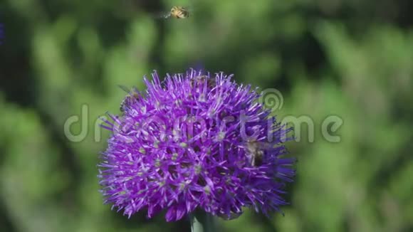 蜜蜂飞行超慢motion250fps到503视频的预览图