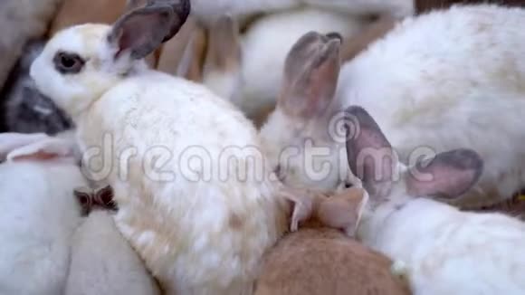 一群在农场吃食物的兔子视频的预览图