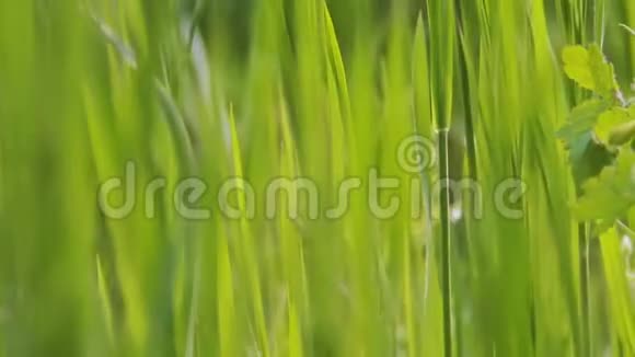 宏拍鲜绿幼草从低角度拍摄视频的预览图