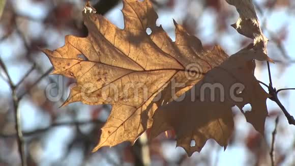 树上的秋叶在风中摇曳视频的预览图